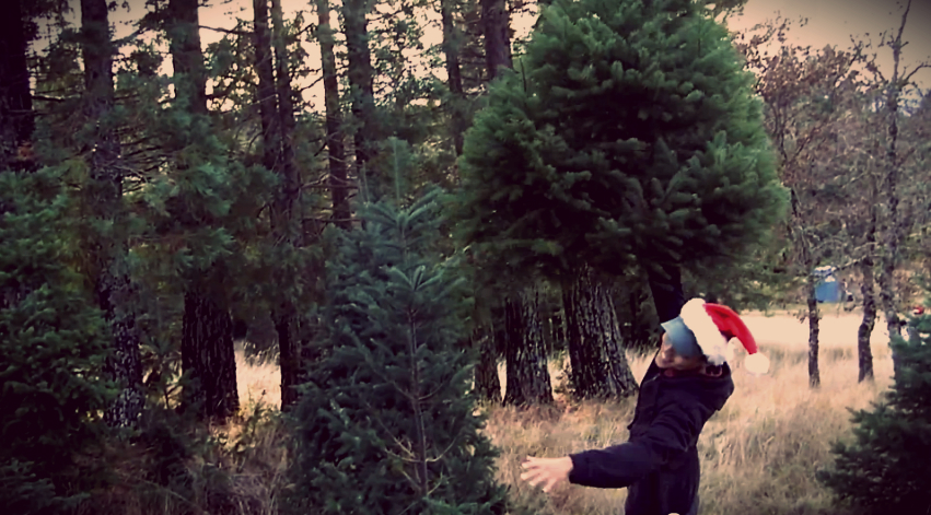 whole foods christmas trees ended our family tradition whole foods christmas trees ended our family tradition