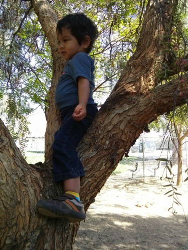 You have been wanting to climb trees every single day since he read the Little Bear book where bear climbs to the top and sees everything, then comes down when mama calls for lunchtime. Can you find Kimi?