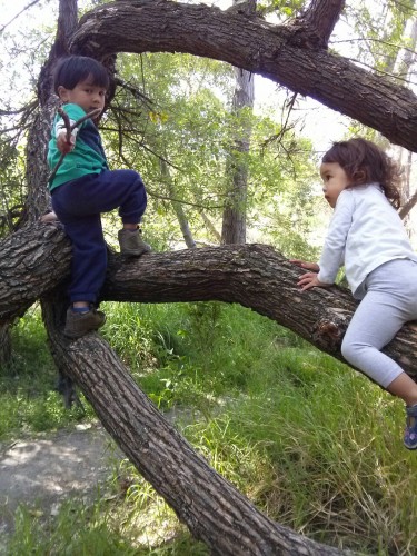 Tree arch? Let's climb it!