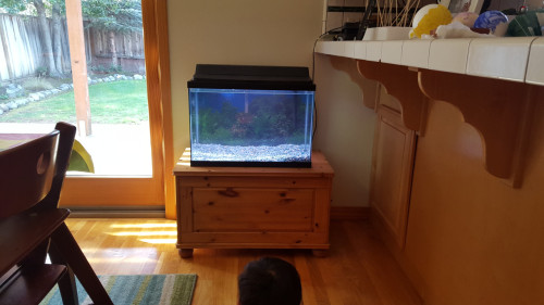 New aquarium from Craigslist. Mr K surprised us with a chest from the local flea market to use as a stand