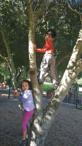 Park tree monkeys